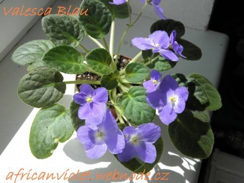 Valeska Blau.jpg