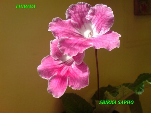 Liubava.jpg