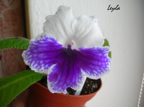 Leyla.jpg