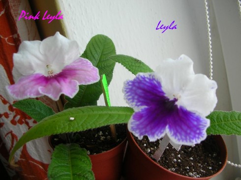 Pink Leyla a Leyla.jpg