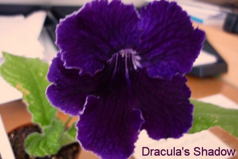 Dracula's Shadow.jpg