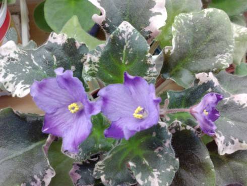 Grape Slush.jpg