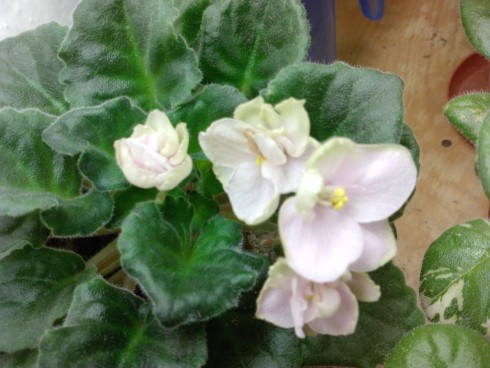 Eliška.jpg