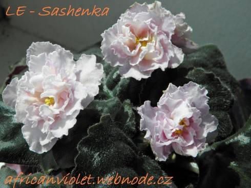 LE-Sashenka.jpg