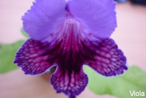 Viola.jpg