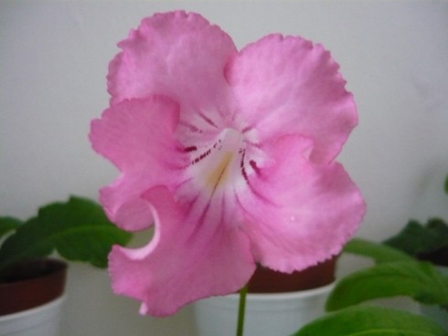 Chanel No 5.jpg