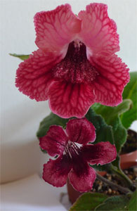 Bristol's Pommegranite a Strawberry Crush.jpg