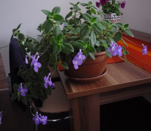Streptocarpus saxorum.jpg