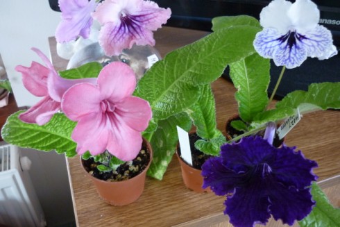 4.6.2011 006.jpg