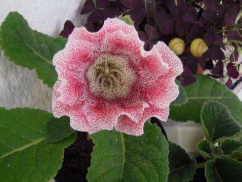 Tigrina Pink.jpg