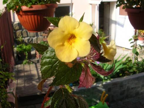 Yellow Beauty.jpg