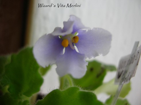 Wizard's Vita Merlini.jpg