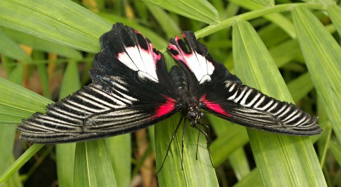 Nový Dvůr 2011 052.JPG