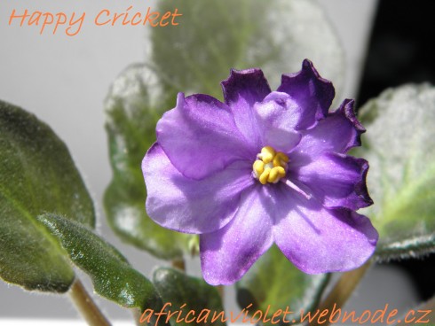 Happy Cricket.jpg