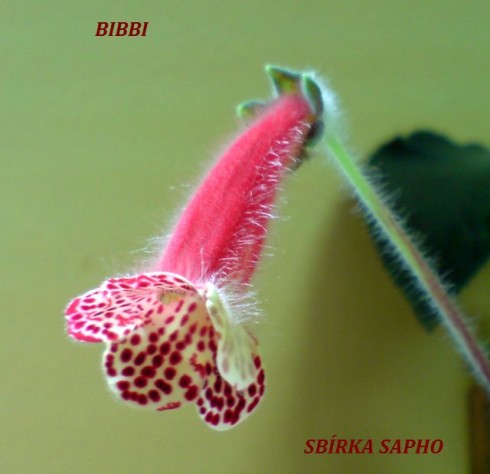 Bibbi.jpg