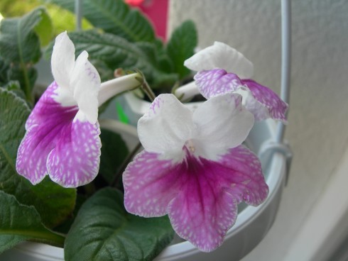 Pink LeylaDSCN4197.JPG