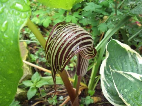 arisaema.jpg
