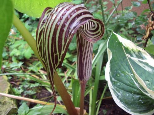 arisaema 4.jpg