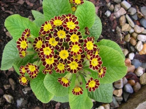 novýpetrklíč.jpg