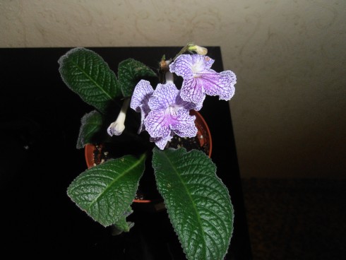 Calico Print.jpg