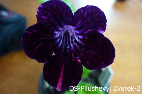 DS-Pliushevyi Zverek 2.jpg