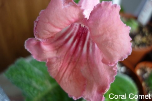 Coral Comet.jpg