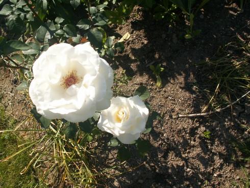 PICT0010.JPG
