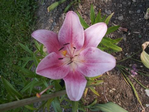 PICT0005.JPG