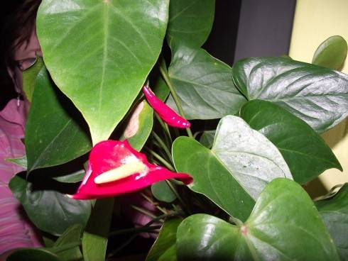 DSCF0289.jpg