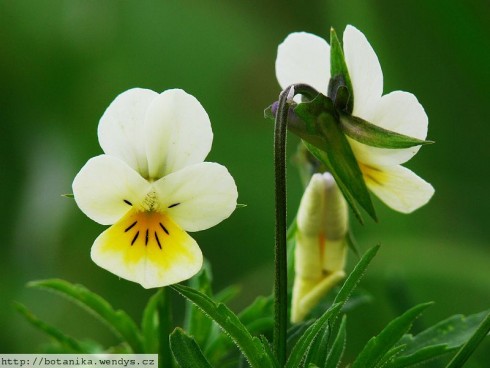 Viola arvensis (Violka rolní).jpg