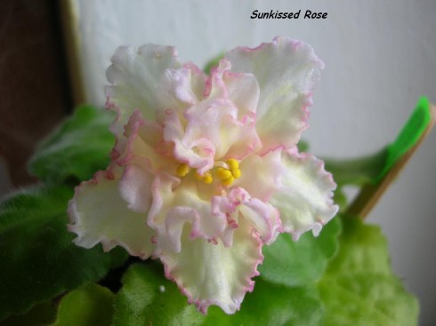 Sunkissed Rose.jpg