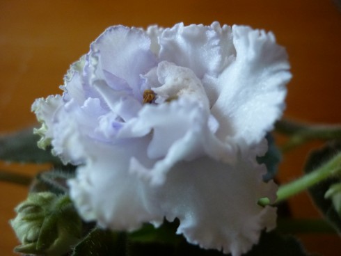 P1020400.JPG