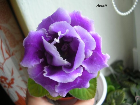 Avanti.jpg