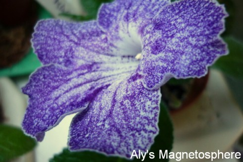 Aly's Magnetosphere.jpg