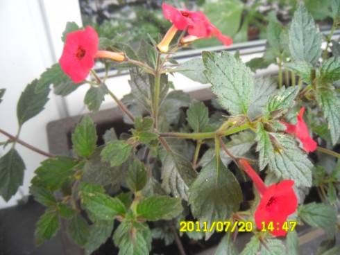 A. erecta.jpg