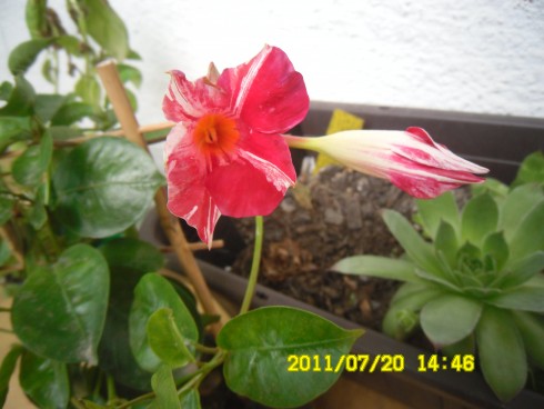 Snímek 1115.jpg