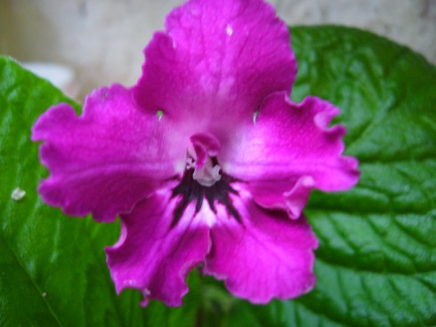JL-Bird of Paradise.jpg