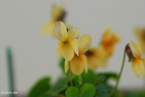odorata_sulphurea01m.jpg