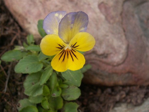 PICT0039.JPG