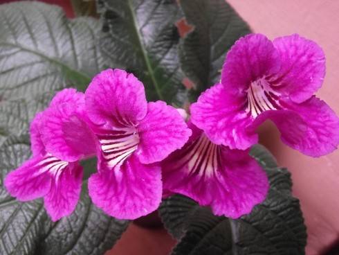 Bristol's Sixth Scents.jpg