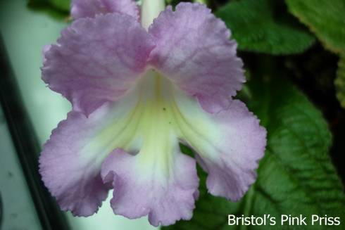 Bristol's Pink Priss.jpg
