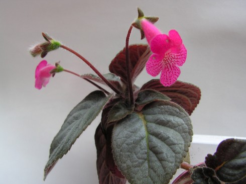 z botanky.jpg