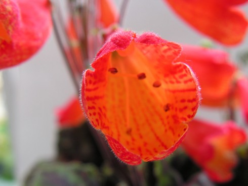Smithiantha zebrina.jpg