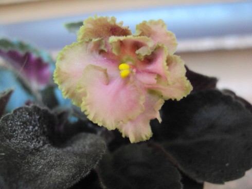 Rob's Antique Rose.jpg