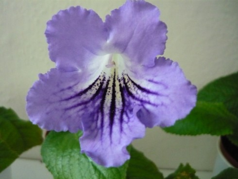 DS-Nebesnaia Lazur'.jpg