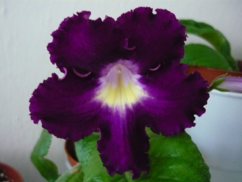 Burgundy Ruffles.jpg