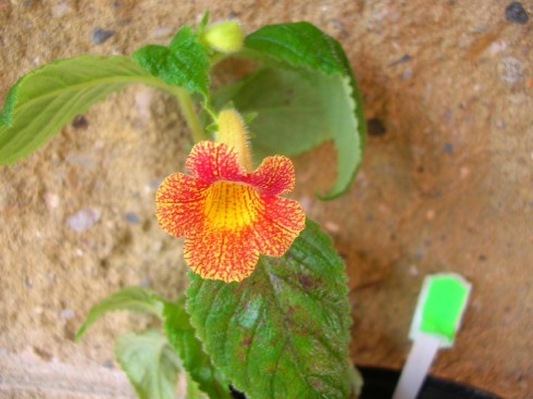 Achimenes antirrhina.jpg