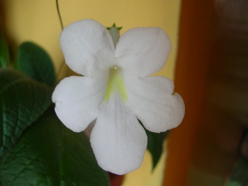 str bíložlutý kvet.jpg