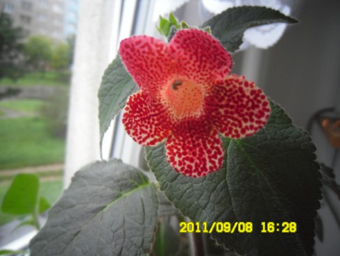 K. sciadotydaea hybrid.jpg