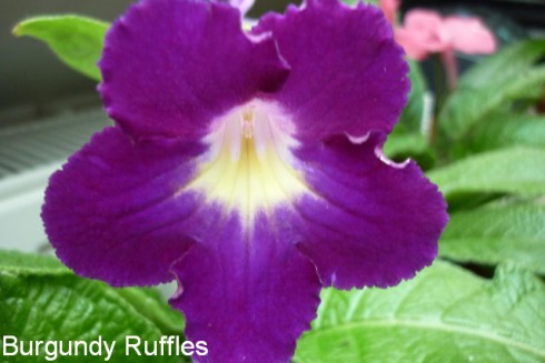 Burgundy Ruffles.jpg